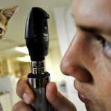 Koliko je godišnji sistematski pregled važan za mačku? 12