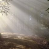 Drveće je "filter" gradskog vazduha 7