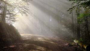 Sađenjem drveća nećemo zaustaviti klimatske promene 2