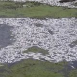 Šećerani u Crvenki zabranjeno da ispušta vodu u Veliki bački kanal zbog pomora ribe 5