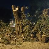 Posečena stabla u Bjelanovićevoj ulici 9