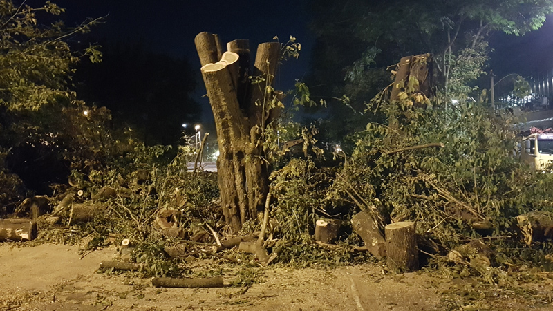 Posečena stabla u Bjelanovićevoj ulici 1