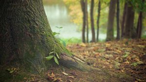 Sađenjem drveća nećemo zaustaviti klimatske promene 3