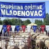 Slika ovaca ispod natpisa Skupština Mladenovca nije uvreda 10