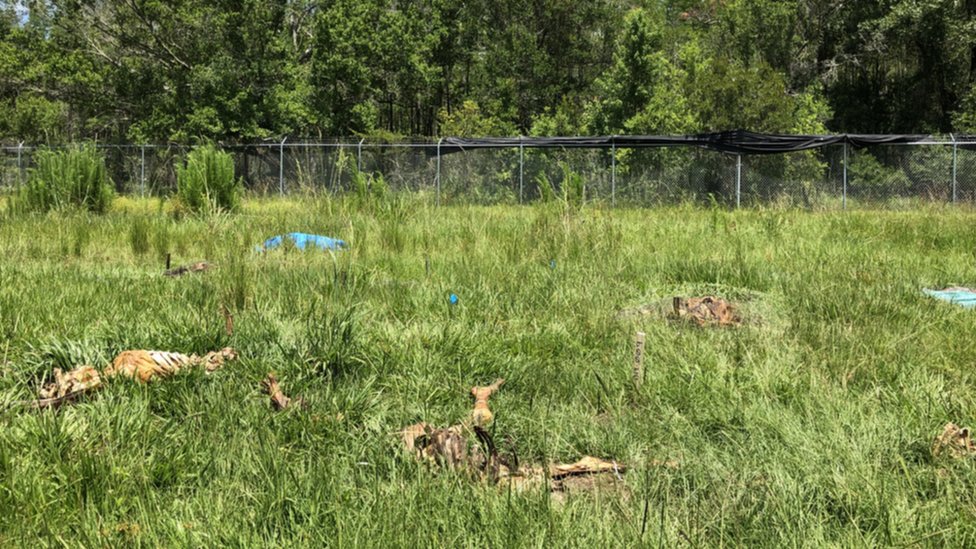 Tela koja leže na travi