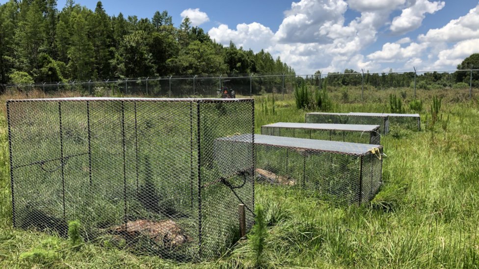 Neka tela se drže u kavezima, kako ih ne bi rastrgli lešinari u zalivu