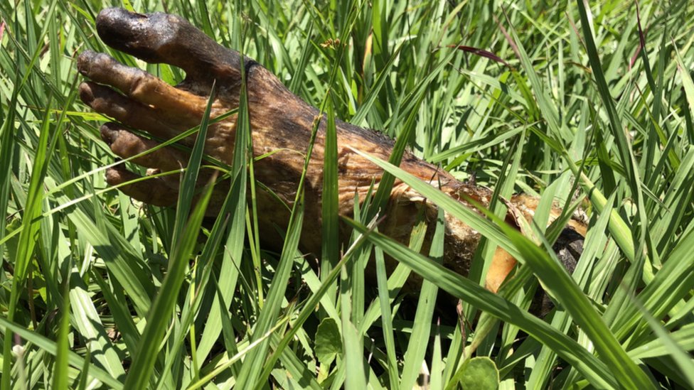 Pojedina tela su mumificirana - noga