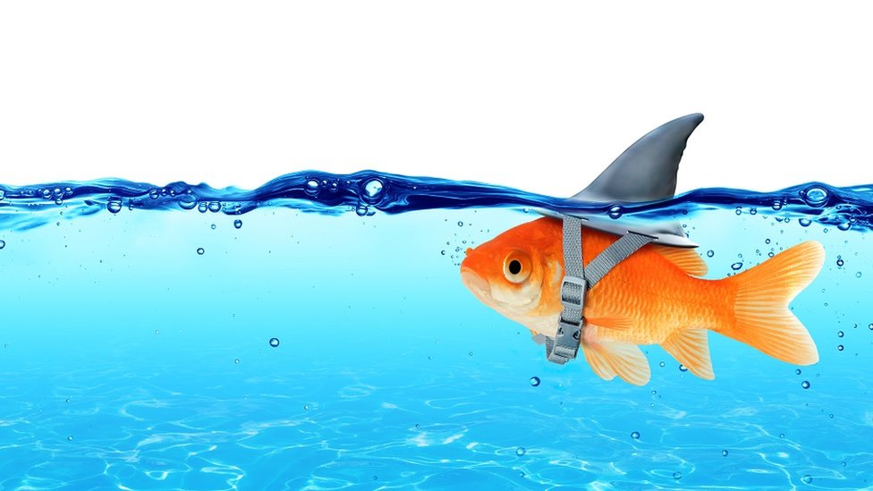 Zašto lažemo, kako prepoznati lažova i zašto je laganje bitno 1 Goldfish wearing fin shark underwater