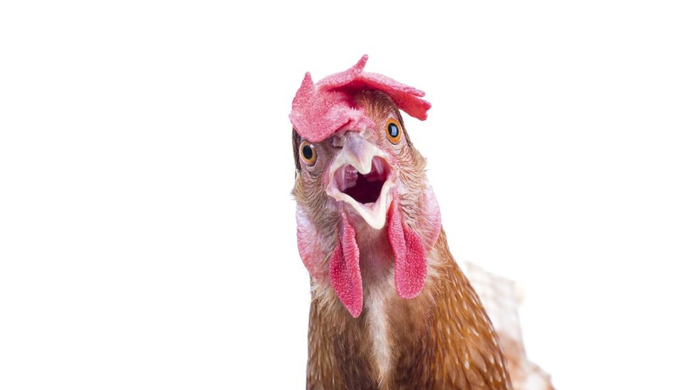 Close up of a surprised looking chicken