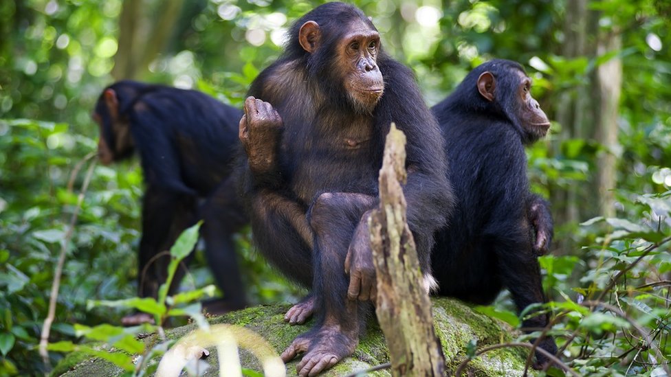 Three chimpanzees sitting on a rock, each looking in a different direction. Wildlife picture taken at Gombe, in Tanzania.