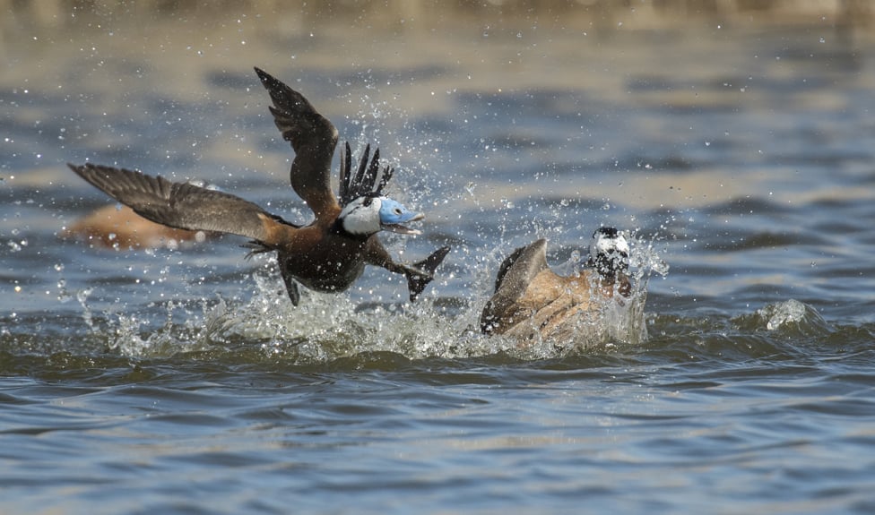 Tuča dve belogave patke