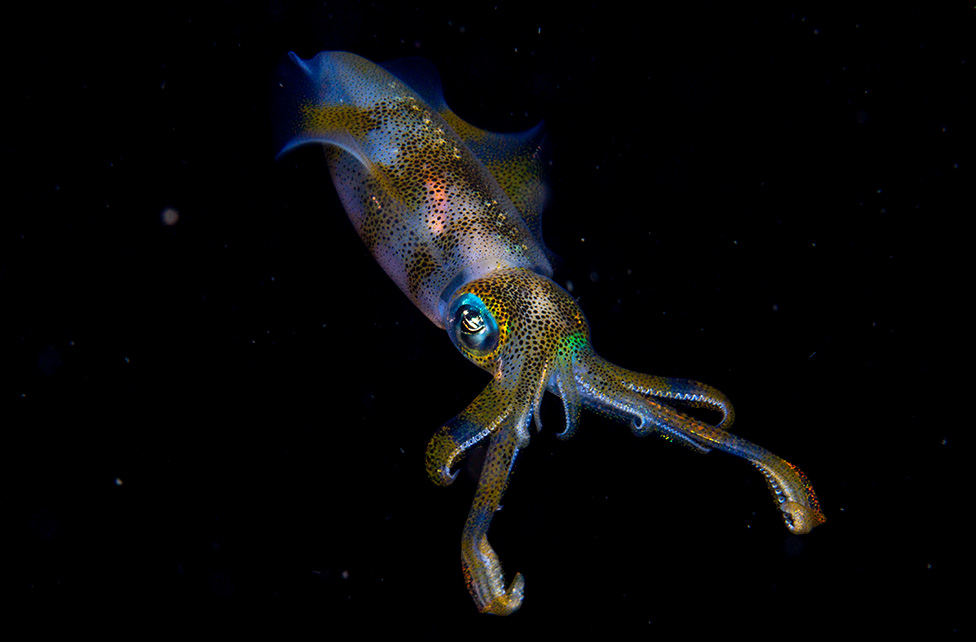 Najbolje fotografije iz životinjskog sveta 2 Lignja
