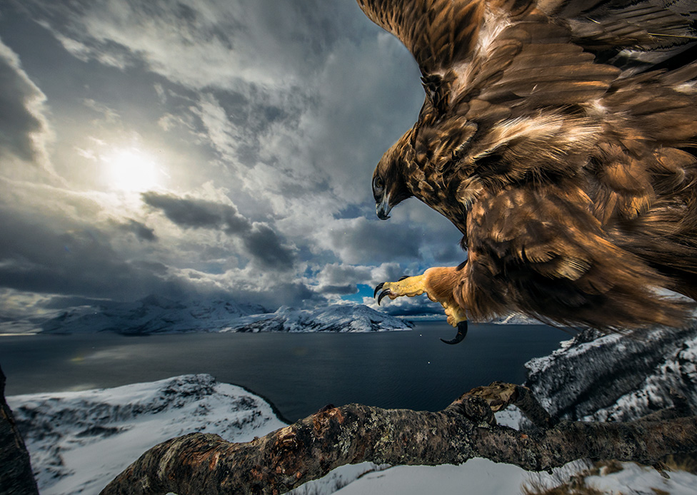 Najbolje fotografije iz životinjskog sveta 3 Land of the eagle by Audun Rikardsen