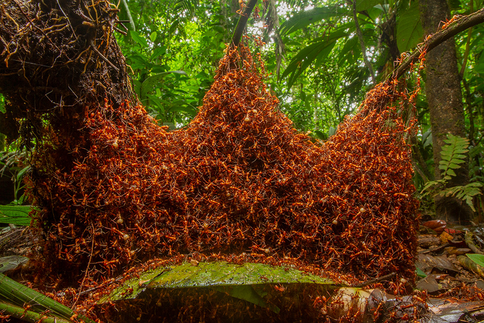 Najbolje fotografije iz životinjskog sveta 6 The architectural army by Daniel Kronauer
