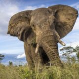 Najmanje 55 slonova uginulo zbog suše u Zimbabveu 5