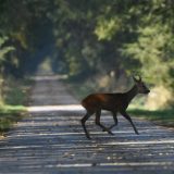 Uhapšen osumnjičeni za incident u lovu kod Trgovišta u kojem je jedno lice teže povređeno 6