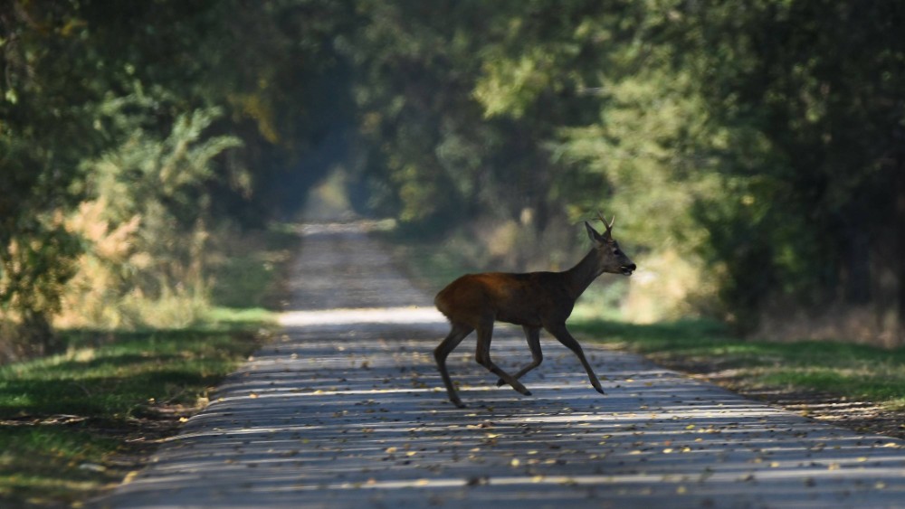 Uhapšen osumnjičeni za incident u lovu kod Trgovišta u kojem je jedno lice teže povređeno 1