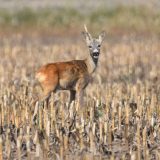 Teren u blizini Linglonga prekriven zamkama za divljač 14