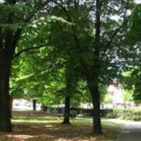 Ne dozvoljavaju seču stabala i betoniranje travnjaka 4