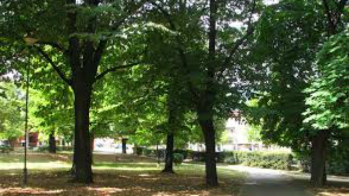 Ne dozvoljavaju seču stabala i betoniranje travnjaka 1