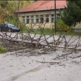 Zaječar: Srušilo se drvo u zdravstvenom centru 10