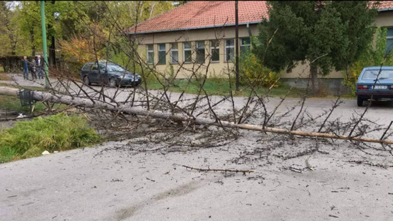 Zaječar: Srušilo se drvo u zdravstvenom centru 1