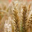 Na Produktnoj berzi pšenica skuplja oko četiri odsto, kilogram od 39,50 do 40 dinara, bez PDV 14