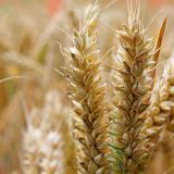 Na Produktnoj berzi pšenica skuplja oko četiri odsto, kilogram od 39,50 do 40 dinara, bez PDV 15