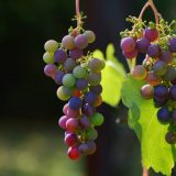 Rekordan rod grožđa u Topličkom okrugu 9