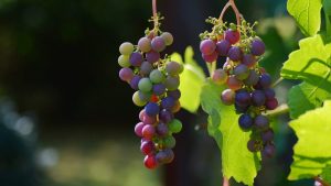 Kako klimatske promene utiču na vinogradarstvo u Srbiji 2