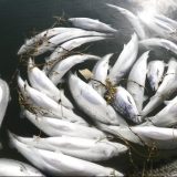 Više hiljada lososa pobeglo iz uzgajališta 11