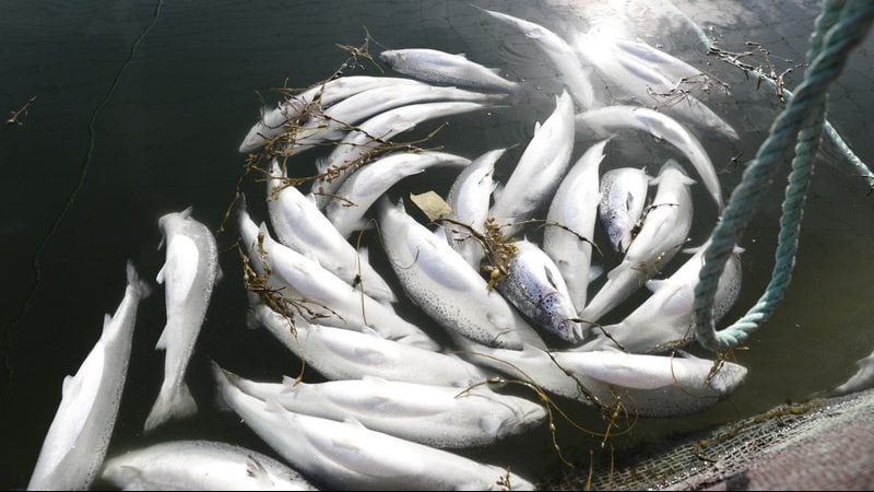 Misteriozna smrt ugroženih lososa u Tihom okeanu 1