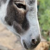 Klanje afričkih magaraca zbog kineske kreme 13