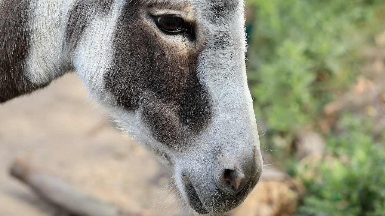 Poni i magarac ubijeni na salašu kod Apatina 1