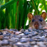 DW: Kome je žao pacova nakljukanih hemikalijama? 7