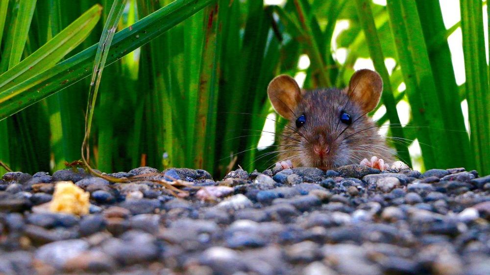 U kući u Britaniji pronađen pacov "veličine mačke": "Postaju sve drskiji" (FOTO) 1