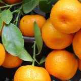 Republika Srpska zabranila uvoz 21 tone turskih mandarina 5