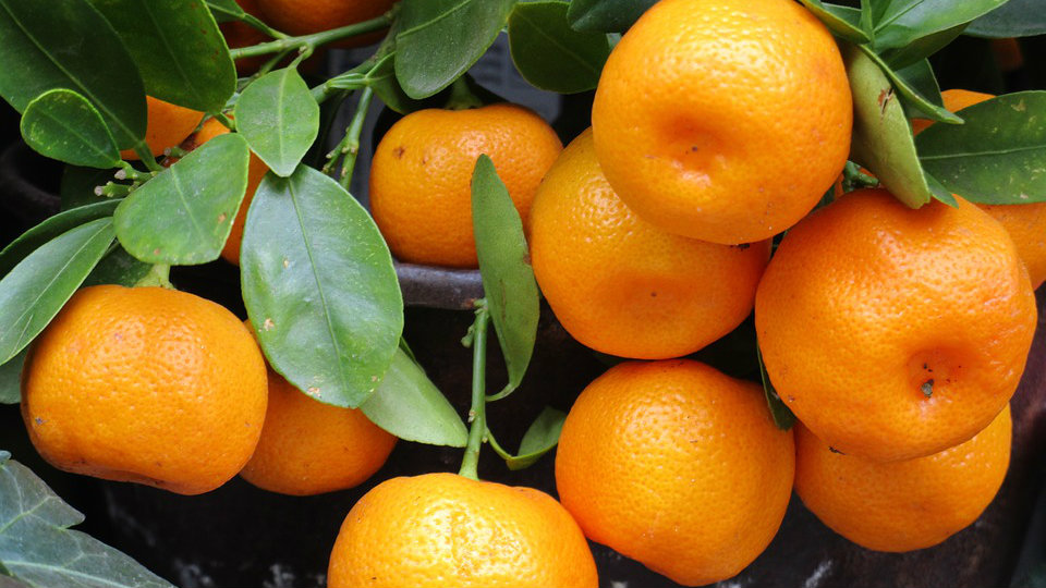 Republika Srpska zabranila uvoz 21 tone turskih mandarina 1