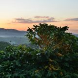 Kada se i žene uključe, stvari na plantažama kafe idu na bolje 13