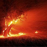 U Kaliforniji evakuacija stanovništva zbog šumskih požara 15