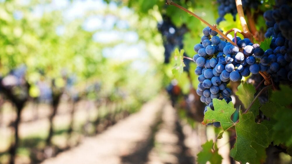 Kako klimatske promene utiču na vinogradarstvo u Srbiji 1