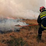 Gori nisko rastinje u Vinči 8