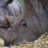 Naučnici u borbi protiv lovokradica - lažni rogovi nosoroga stižu na tržište 5