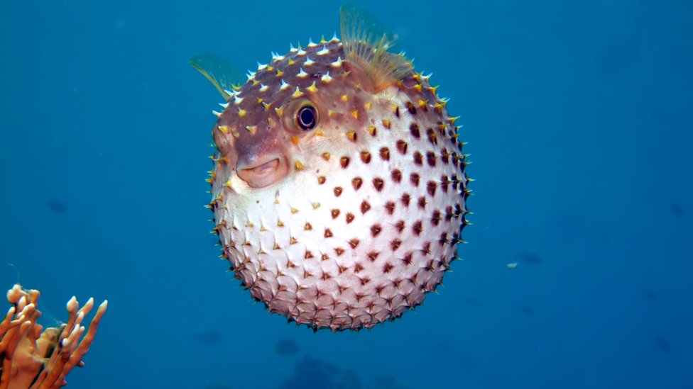 Naduvana riba je prvi put fotografisana u Crvenom moru