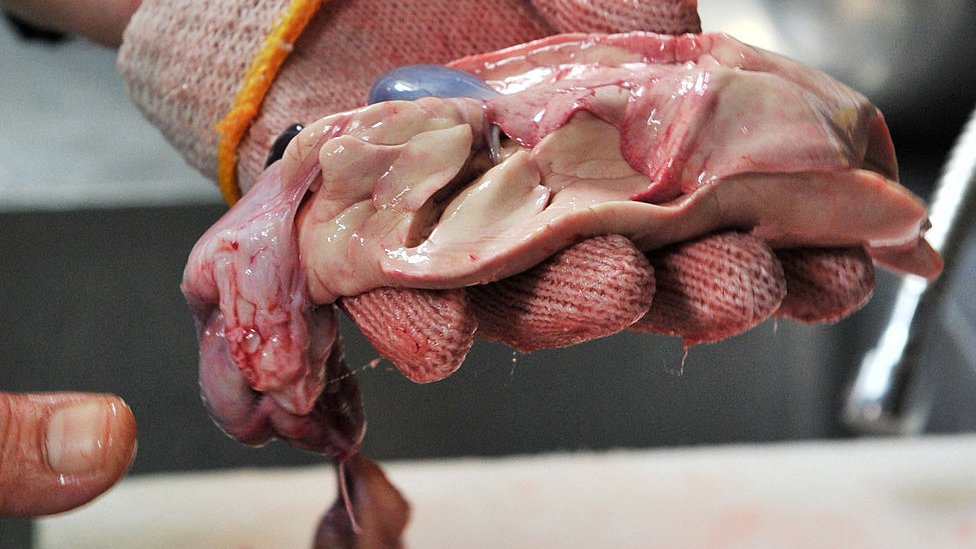 Ruka koja drži unutrašnje organe naduvane ribe