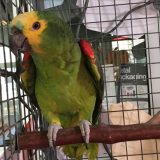 Papagaj u školi u Džersiju slavi 70. rođendan 3