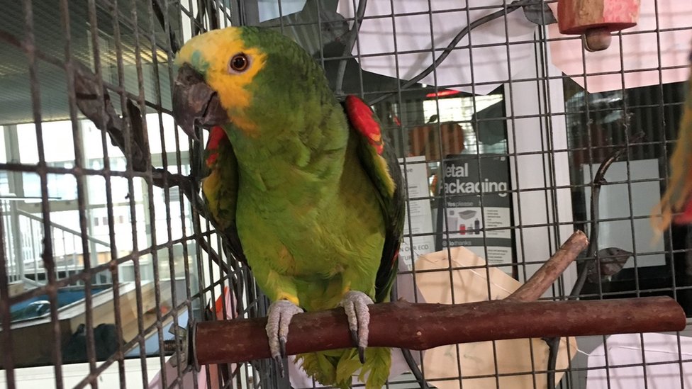 Papagaj u školi u Džersiju slavi 70. rođendan 1 Sim