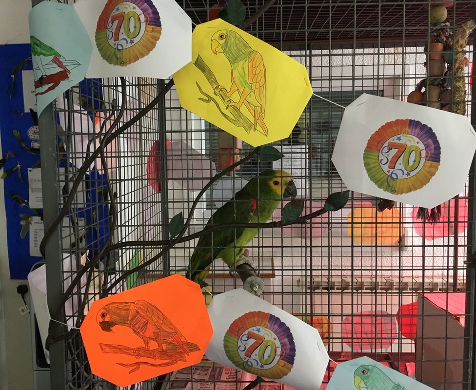 Papagaj u školi u Džersiju slavi 70. rođendan 2 Sim