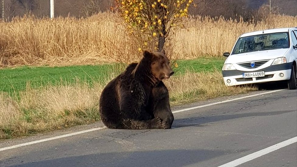 medved na putu