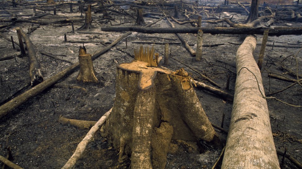 Klimatske promene: Rekordna koncentracija gasova sa efektom staklene bašte 3 Krčenje šume